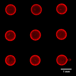 Fluorescing Fibonectin dots ~1mm